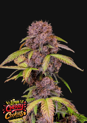 Lemon Cherry Cookies Auto-3 Samen - Seeds24