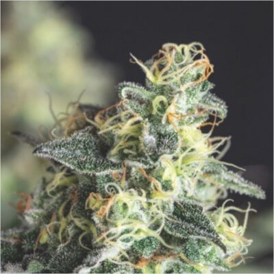 Lemon Larry OG Feminisiert-3 Samen - Seeds24