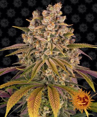Lemon Tree Feminisiert-3 Samen - Seeds24