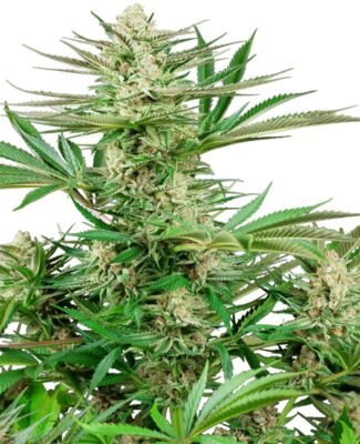 Malibu OG Gold Feminisiert-3 Samen - Seeds24