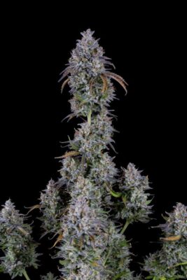 Mimosa Cake Auto-3 Samen - Seeds24