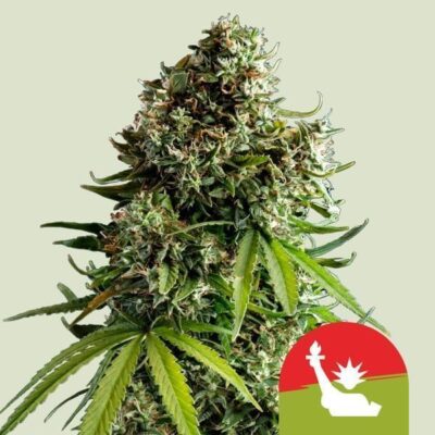 NYC Sour D Automatic-3 Samen - Seeds24