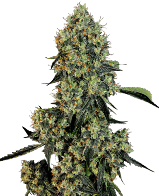 OG Kush Automatic-3 Samen - Seeds24