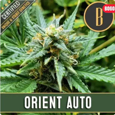 Orient Auto-3 Samen - Seeds24