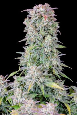 Original Afghan Kush Auto-3 Samen - Seeds24