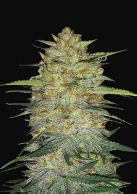 Original OG Kush Auto-3 Samen - Seeds24