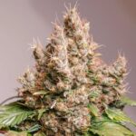 Red Tropicana Cookies Auto-3 Samen