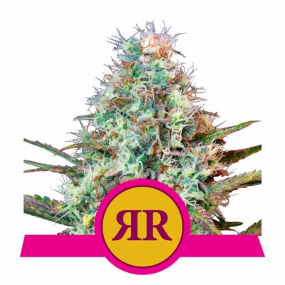 Royal Runtz Feminisiert-3 Samen - Seeds24