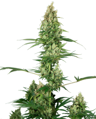 Silver Fire Feminisiert-3 Samen - Seeds24