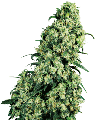 Skunk 1 Feminisiert-3 Samen - Seeds24