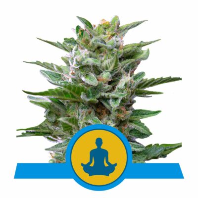 Stress Killer CBD Automatic-3 Samen - Seeds24