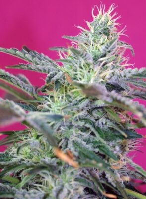 Sweet Cheese  Auto-3 Samen - Seeds24