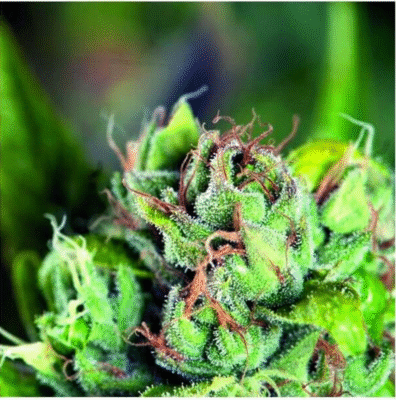 Tahoe Cure Feminisiert-3 Samen - Seeds24