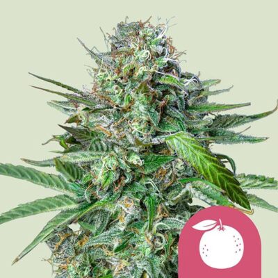 Tangie Feminisiert-3 Samen - Seeds24
