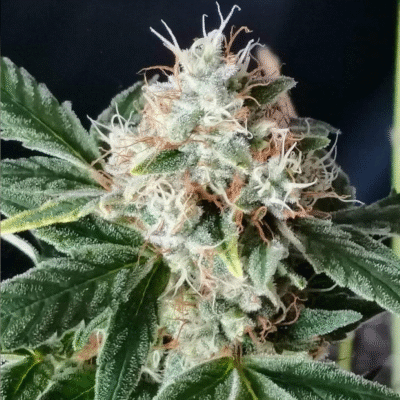 TnT Trichome Feminisiert-3 Samen - Seeds24