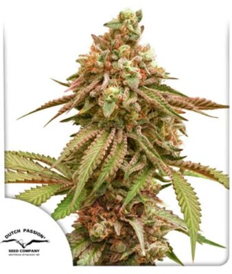 Tropical Tangie Feminisiert-3 Samen - Seeds24