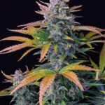 Tropicana Cookies Auto-3 Samen