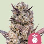 Tropicana Cookies Purple Feminisiert-3 Samen