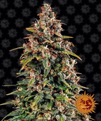 Watermelon Zkittlez Auto-3 Samen - Seeds24