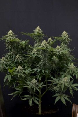 Wedding Cheesecake Fast Feminisiert-3 Samen - Seeds24