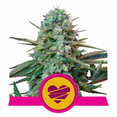 Wedding Crasher Feminisiert-3 Samen - Seeds24