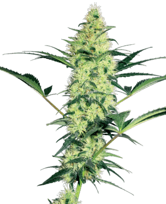 White Diesel Feminisiert-3 Samen - Seeds24