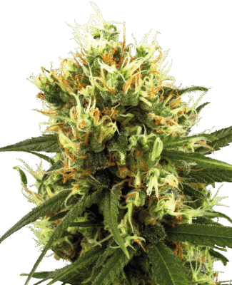White Haze Automatic-3 Samen - Seeds24