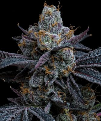 White Runtz Feminisiert-3 Samen - Seeds24