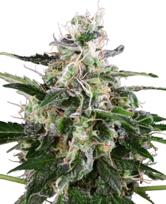 White Skunk Automatic-3 Samen - Seeds24