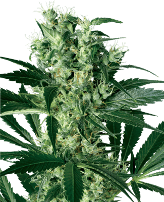 X Haze Feminisiert-3 Samen - Seeds24