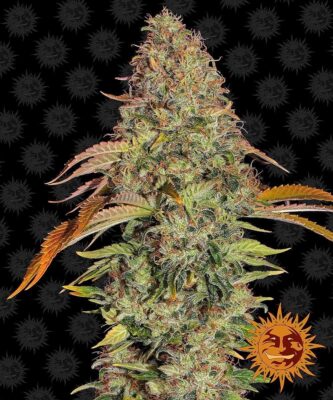 Zkittlez OG Auto-3 Samen - Seeds24